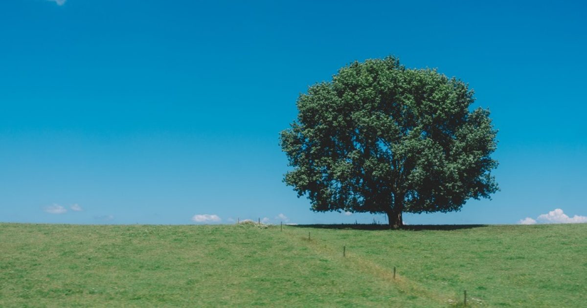 beautiful big tree in new zealand - How to Find Land to Build on in New Zealand